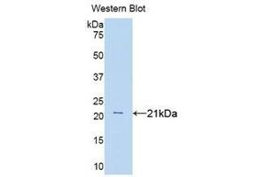 Western Blotting (WB) image for anti-Tumor Necrosis Factor alpha (TNF alpha) (AA 80-235) antibody (ABIN3209214) (TNF alpha 抗体  (AA 80-235))