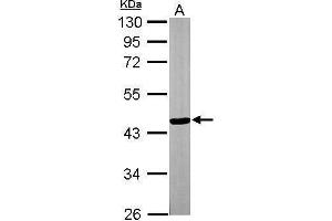 WB Image Sample (30 ug of whole cell lysate) A: NIH-3T3 10% SDS PAGE antibody diluted at 1:3000 (TTLL1 抗体)