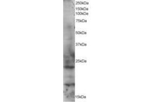 Image no. 1 for anti-RAB2A, Member RAS Oncogene Family (RAB2A) (AA 198-212) antibody (ABIN292121)