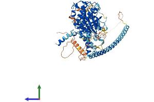 AlphaFold protein structure predicition of Mouse Recombinant Dmpk Protein, UniprotID P54265