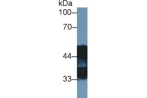 Western blot analysis of Rat Cerebrum lysate, using Rat NDRG2 Antibody (1 µg/ml) and HRP-conjugated Goat Anti-Rabbit antibody ( (NDRG2 抗体  (AA 2-300))