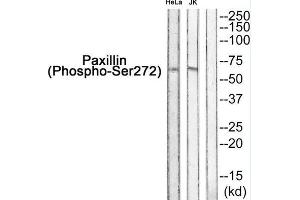 Western blot analysis of extracts from HeLa and JK, using Paxillin++. (Paxillin 抗体  (pSer272))