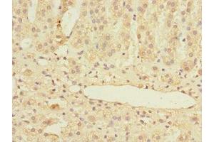 Immunohistochemistry of paraffin-embedded human adrenal gland tissue using ABIN7159008 at dilution of 1:100 (MARCKSL1 抗体  (AA 1-195))
