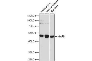 Western blot analysis of extracts of various cell lines, using MAFB antibody (ABIN6132777, ABIN6143429, ABIN6143430 and ABIN6214203) at 1:1000 dilution. (MAFB 抗体  (AA 184-323))