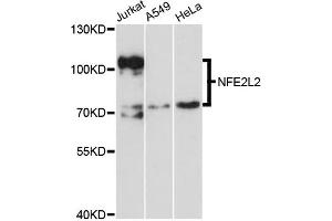 Western blot analysis of extracts of various cell lines, using NFE2L2 antibody (ABIN5970586) at 1/1000 dilution. (NRF2 抗体)