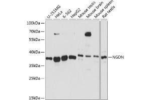 Western blot analysis of extracts of various cell lines, using NGDN antibody (ABIN7268872) at 1:3000 dilution. (NGDN 抗体  (AA 61-209))