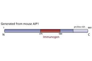 Image no. 2 for anti-Programmed Cell Death 6 Interacting Protein (PDCD6IP) (AA 375-580) antibody (ABIN968617) (ALIX 抗体  (AA 375-580))