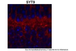 Sample Type: outer mouse plexiform layerRed: PrimaryBlue: DAPIPrimary Dilution: 1:200Secondary Antibody: Goat anti-Rabbit AF568 IgG(H+L)Secondary Dilution: 1:200Image Submitted by: David ZenisekYale University (SYT9 抗体  (Middle Region))