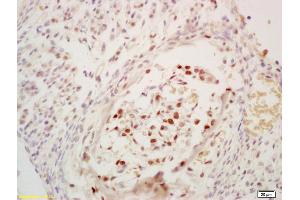 Formalin-fixed and paraffin embedded mouse embryo labeled with Anti-Phospho-cdc25C (Ser216) Polyclonal Antibody, Unconjugated at 1:200 followed by conjugation to the secondary antibody and DAB staining (CDC25C 抗体  (pSer216))