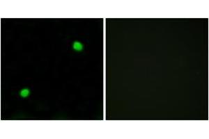 Immunofluorescence analysis of COS7 cells, using Histone H2AX  Antibody. (H2AFX 抗体  (AA 94-143))