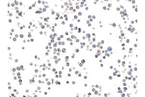 Immunocytochemistry (ICC) image for anti-CD28 (CD28) (AA 19-140) antibody (ABIN7448899) (Recombinant CD28 抗体  (AA 19-140))