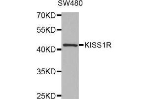 Western blot analysis of extracts of SW480 cell line, using KISS1R antibody. (KISS1R 抗体)