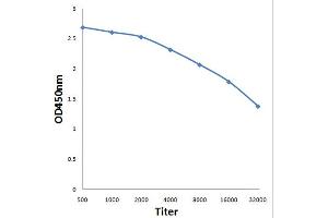Antigen: 0. (IRS1 抗体  (pTyr896))