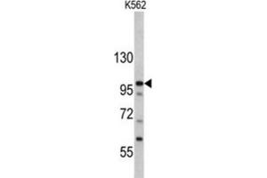 Western Blotting (WB) image for anti-MDM2 Binding Protein (MTBP) antibody (ABIN3002735) (MTBP 抗体)