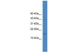 WB Suggested Anti-IL17A Antibody Titration: 0. (Interleukin 17a 抗体  (N-Term))