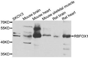 Western blot analysis of extracts of various cells, using RBFOX1 antibody. (A2BP1 抗体)