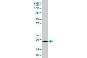 LITAF MaxPab polyclonal antibody. (LITAF 抗体  (AA 1-161))