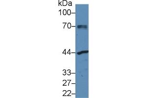 Detection of NAGa in Human MCF7 cell lysate using Polyclonal Antibody to N-Acetylgalactosaminidase Alpha (NAGa)