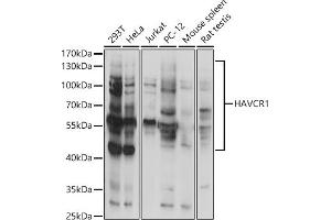 Western blot analysis of extracts of various cell lines, using H antibody (ABIN3016797, ABIN3016798, ABIN3016799 and ABIN1680157) at 1:1000 dilution. (HAVCR1 抗体  (AA 21-120))