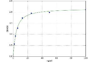 gamma Glutamyltransferase 1 (GGT1) ELISA Kit