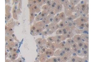Detection of TNFSF9 in Mouse Liver Tissue using Polyclonal Antibody to Tumor Necrosis Factor Ligand Superfamily, Member 9 (TNFSF9)