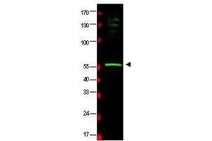 Western blot using  affinity purified anti-HR23B antibody shows detection of a band at ~58 kDa (arrowhead) corresponding to HR23B present in a HeLa whole cell lysate. (RAD23B 抗体  (AA 163-176))