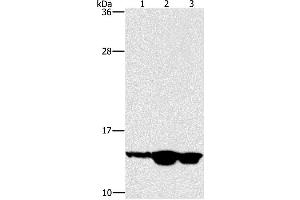 Western Blotting (WB) image for anti-Hairy and Enhancer of Split 5 (HES5) antibody (ABIN2433119) (HES5 抗体)