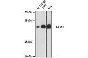 Western blot analysis of extracts of various cell lines using RNF152 Polyclonal Antibody at dilution of 1:1000. (RNF152 抗体)