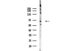 Western blot analysis of lysates from RAW264.