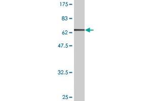 Western Blot detection against Immunogen (63. (Follistatin 抗体  (AA 1-344))