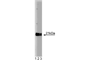 Western blot analysis of Rap2 on a A431 cell lysate. (RAP2A 抗体  (AA 1-183))