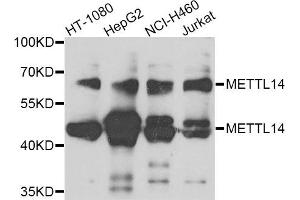 Western blot analysis of extracts of various cell lines, using METTL14 antibody. (METTL14 抗体)