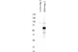Western blot using  affinity purified anti-ATG13 pS318 antibody shows detection of phosphorylated ATG13 in 293T cells engineered to coexpress Ulk1 and Atg13 (Ulk1 + Atg13).