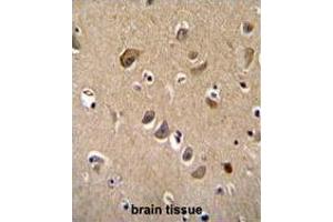 TTC9B Antibody (C-term) immunohistochemistry analysis in formalin fixed and paraffin embedded human brain tissue followed by peroxidase conjugation of the secondary antibody and DAB staining. (TTC9B 抗体  (C-Term))