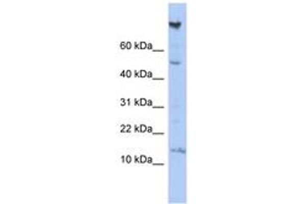 NRARP 抗体  (AA 35-84)