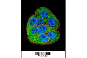 Confocal immunofluorescent analysis with hela cell followed by Alexa Fluor 488-conjugated goat anti-rabbit lgG (green). (XRCC5 抗体  (AA 424-450))