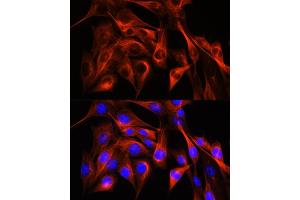 Immunofluorescence analysis of NIH-3T3 cells using α-Tubulin Rabbit pAb (ABIN3020549, ABIN3020550 and ABIN3020551) at dilution of 1:100 (40x lens). (TUBA4A 抗体  (AA 1-180))