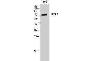 Western Blotting (WB) image for anti-Potassium Voltage-Gated Channel, Shal-Related Subfamily, Member 1 (Kcnd1) (C-Term) antibody (ABIN3185336) (KCND1 抗体  (C-Term))