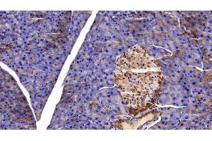 Detection of CLU in Mouse Pancreas Tissue using Polyclonal Antibody to Clusterin (CLU) (Clusterin 抗体  (AA 228-449))