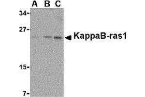 Western Blotting (WB) image for anti-NFKB Inhibitor Interacting Ras-Like 1 (NKIRAS1) (C-Term) antibody (ABIN1030463) (NKIRAS1 抗体  (C-Term))