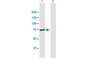 Western Blot analysis of ZNF668 expression in transfected 293T cell line by ZNF668 MaxPab polyclonal antibody. (ZNF668 抗体  (AA 1-619))