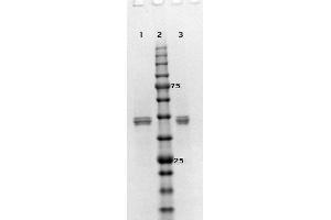 SDS-PAGE results of MEK2 Recombinant Protein. (MEK2 蛋白)