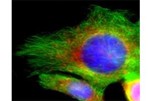 Indirect immunofluorescence on 3T3 cells (dilution 1 : 100; red) in combination with the monoclonal antibody against α-tubulin (cat. (Syntaxin 16 抗体  (AA 1-302))