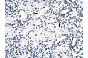 SURF6 antibody was used for immunohistochemistry at a concentration of 4-8 ug/ml to stain Epithelial cells of renal tubule (arrows) in Human Kidney. (SURF6 抗体  (Middle Region))