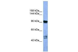 Western Blot showing AP2A2 antibody used at a concentration of 1-2 ug/ml to detect its target protein. (AP2A2 抗体  (C-Term))