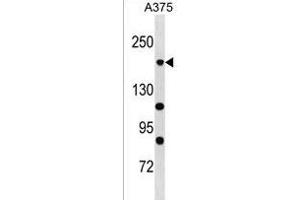 POLR1A Antibody (C-term) (ABIN1536725 and ABIN2850362) western blot analysis in  cell line lysates (35 μg/lane). (POLR1A 抗体  (C-Term))