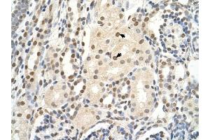 PUF60 antibody was used for immunohistochemistry at a concentration of 4-8 ug/ml to stain Epithelial cells of renal tubule (arrows) in Human Kidney. (PUF60 抗体  (C-Term))