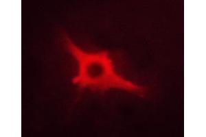 ABIN6267460 staining A673 cells by ICC/IF. (NOS1 抗体  (pSer852))