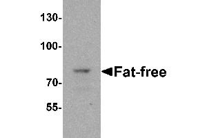 Western blot analysis of Fat-free in mouse brain tissue lysate with Fat-free antibody at 1 µg/mL. (VPS51 抗体  (C-Term))