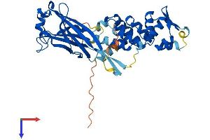 SPOPL Protein (AA 1-392) (His tag)